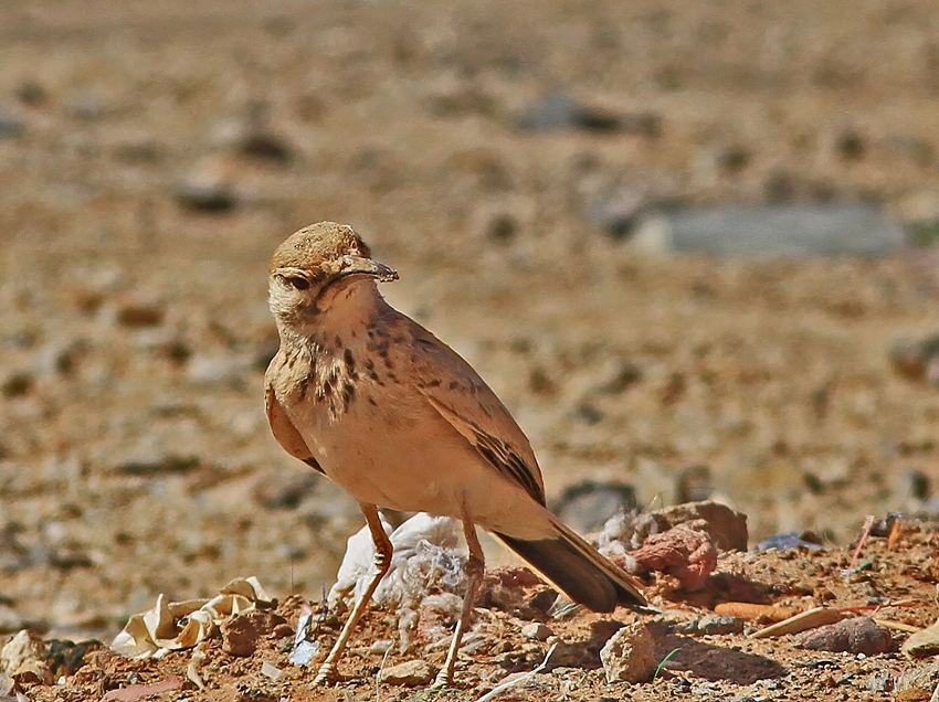 Greater Hoopoe-Lark