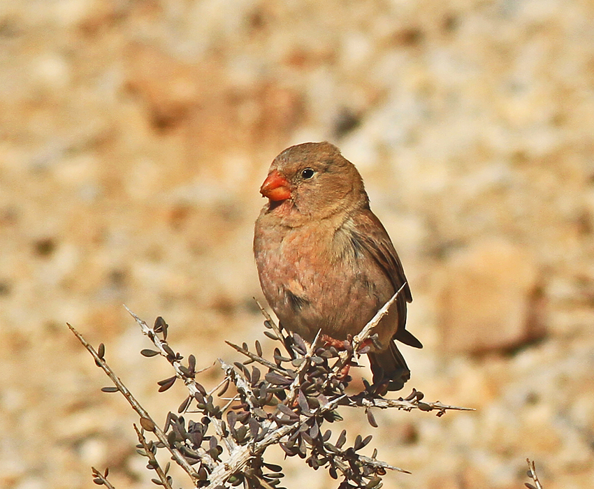 Trumpeter Finch