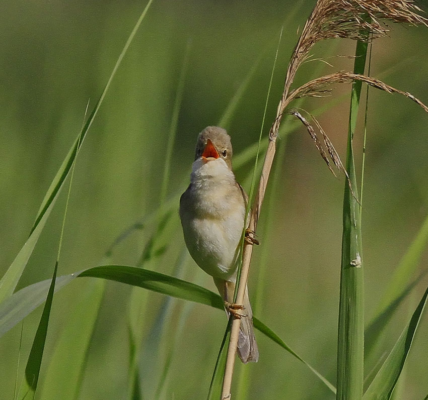 Marsh Warbler