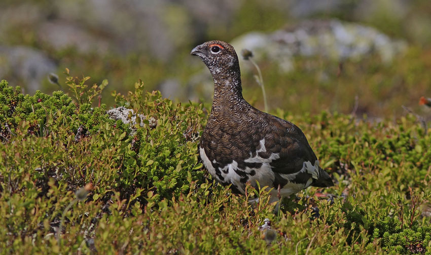 Rock Ptarmigan