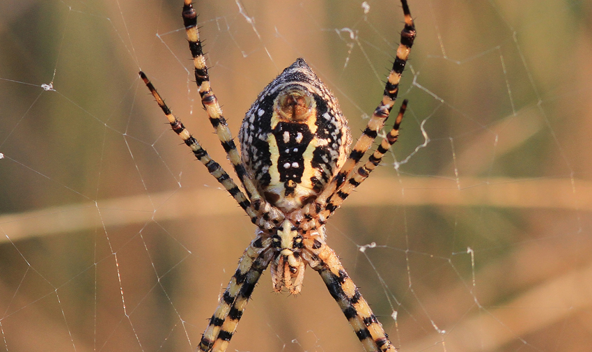 Argiope trifasciata  