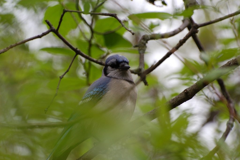 Blue Jay