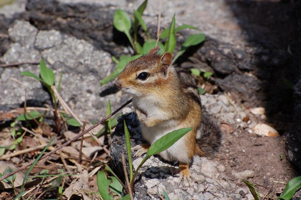 Chipmunk 00016.jpg