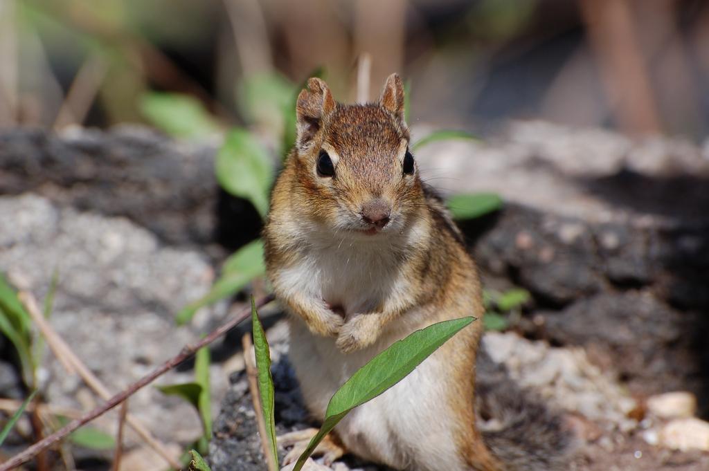 Chipmunk 00017.jpg