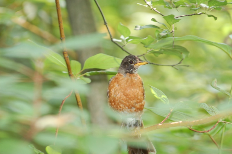 American Robin
