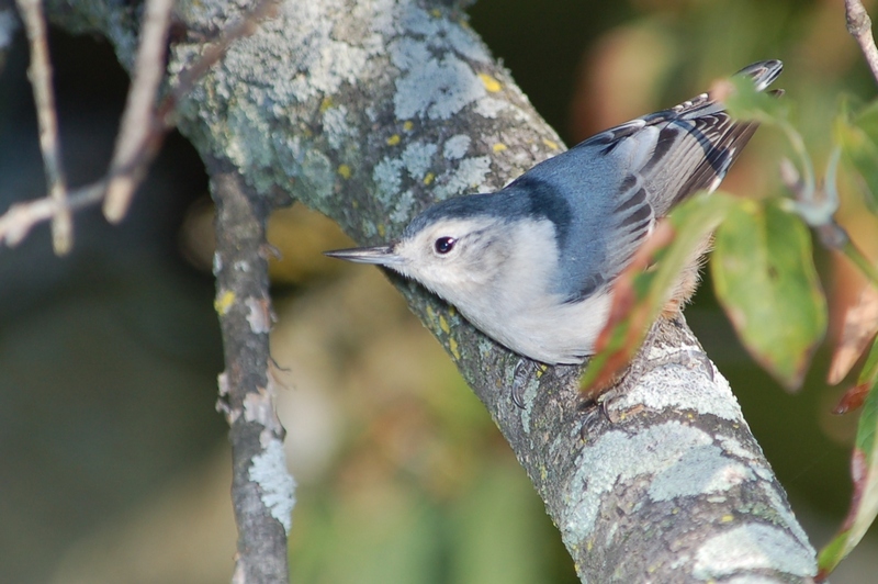 White-Breasted Nuthatch