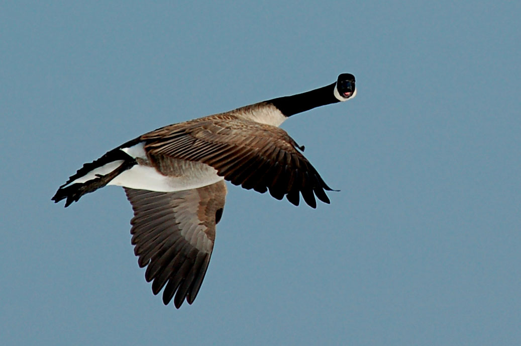 Canada Goose