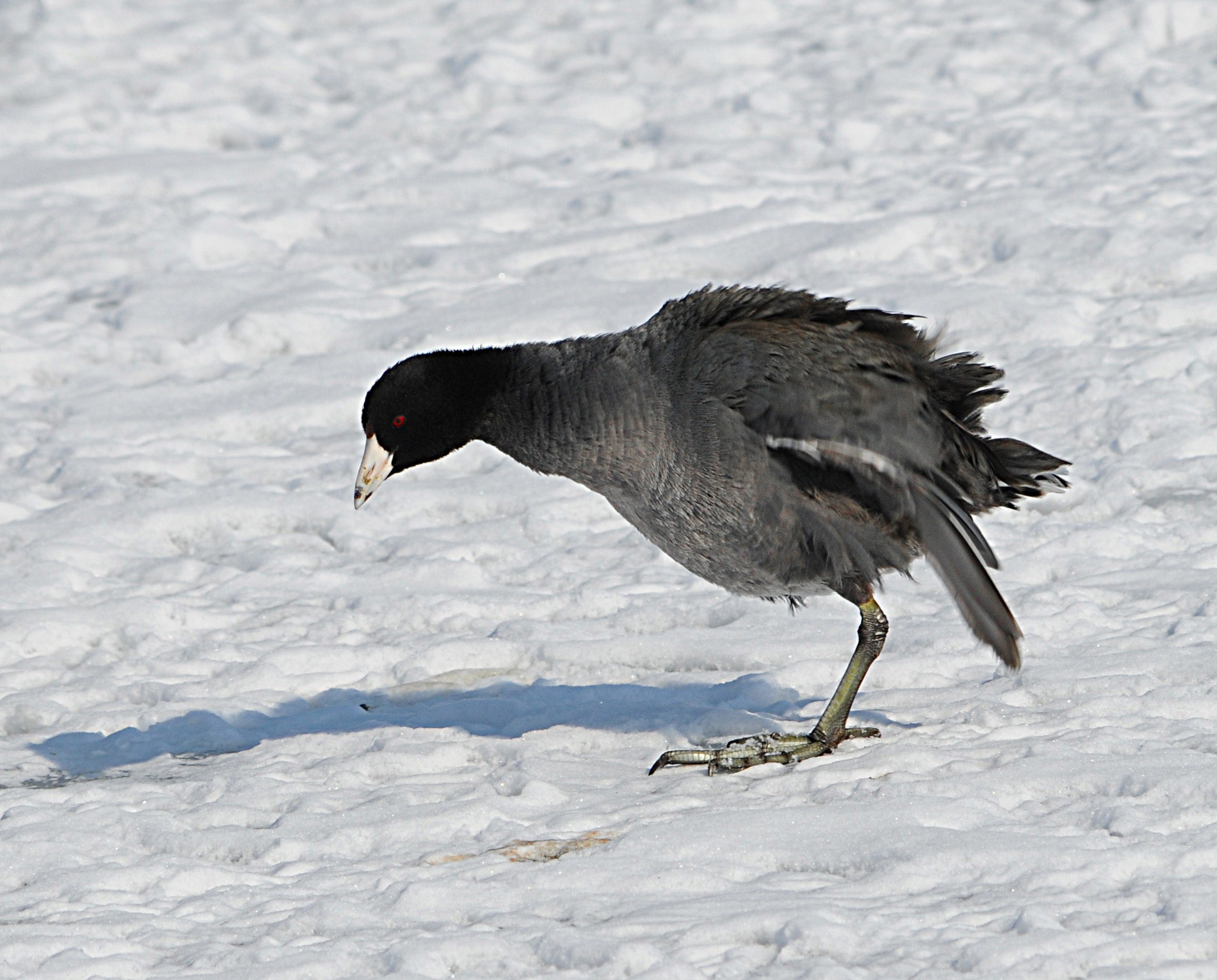 American Coot