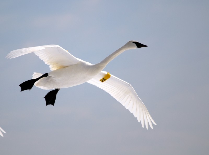 Trumpeter Swan