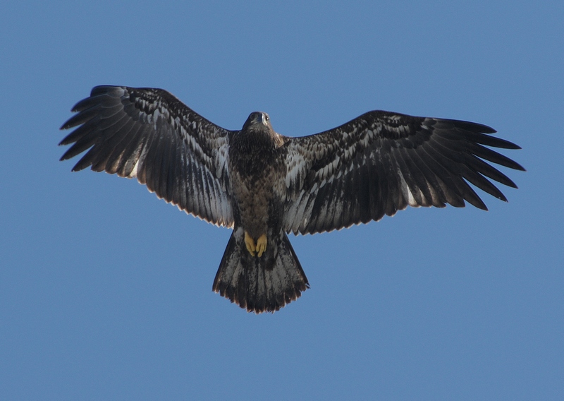 Eagle