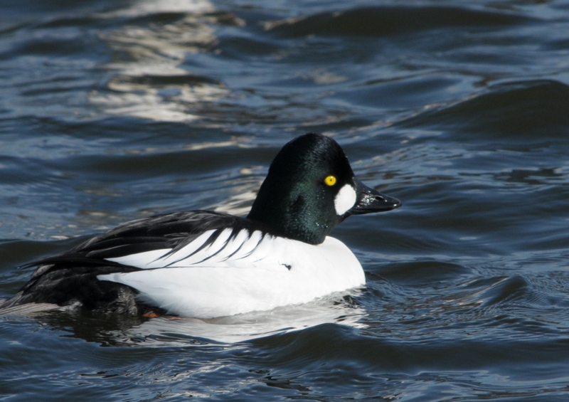 Common Goldeneye (Male)