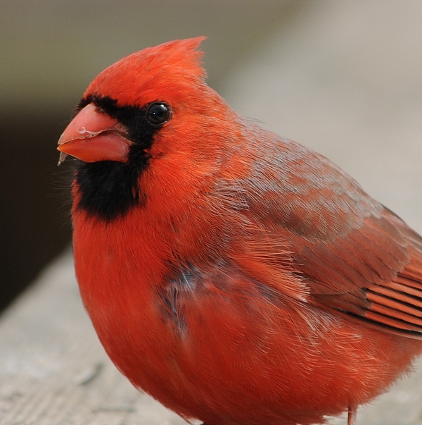 Northern Cardinal