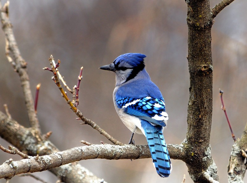 Blue Jay