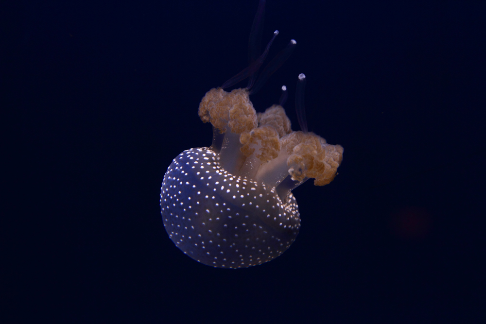 Qualle im Tropenaquarium Hamburg, verffentlicht mit Genehmigung des Tierparks Hagenbeck