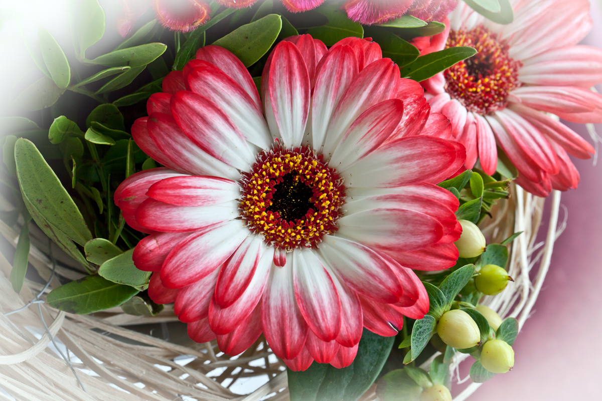 Gerbera