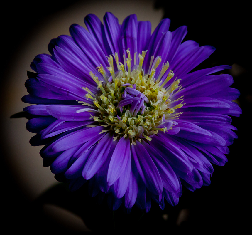 Aster