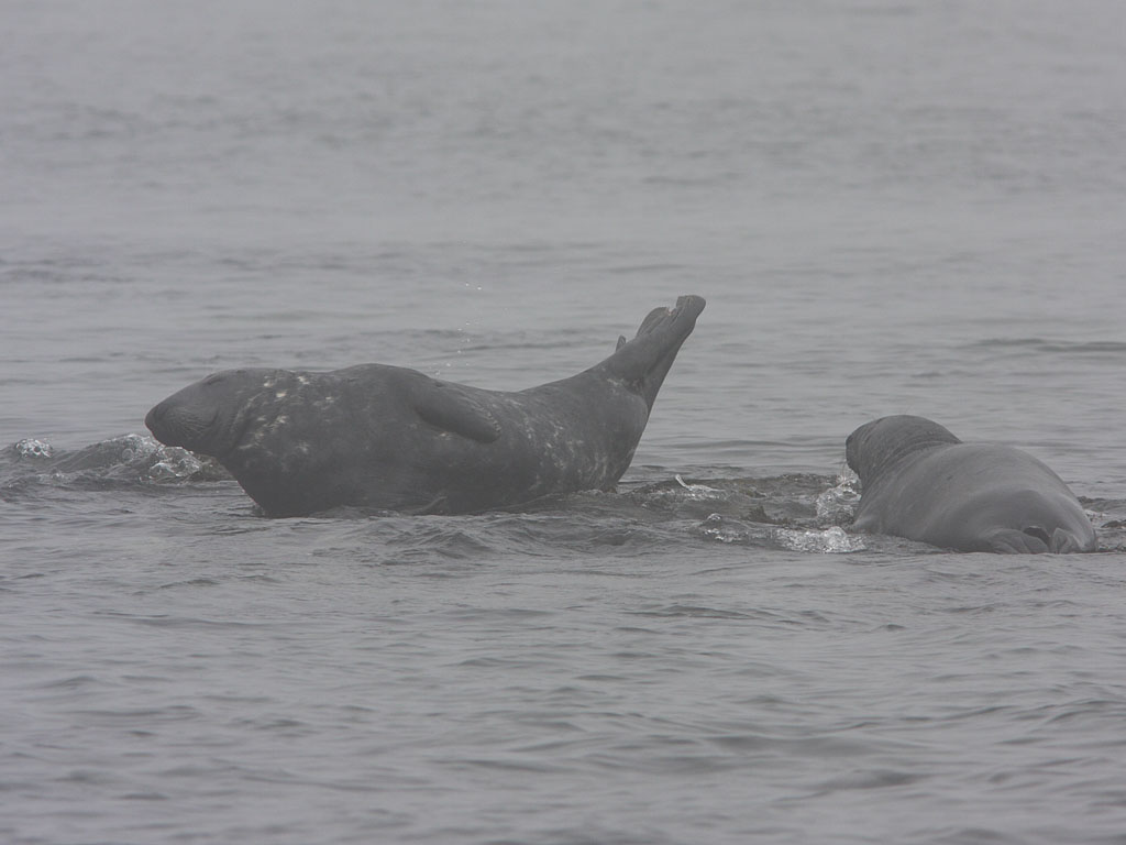 Grey Seals on the Farne Islands