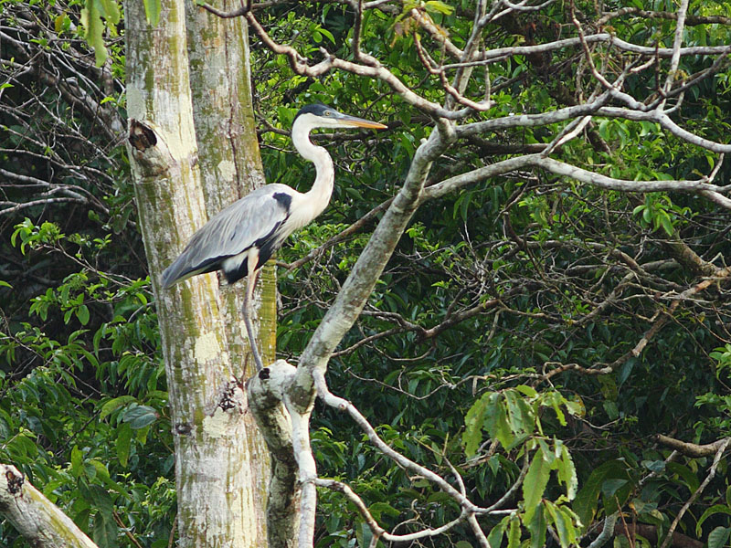 Cocoi Heron