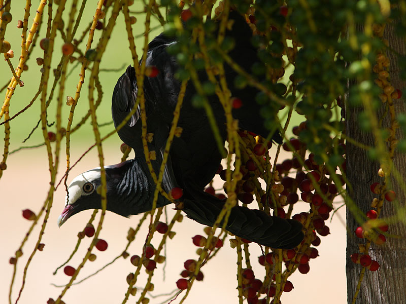 White-crowned Pigeon