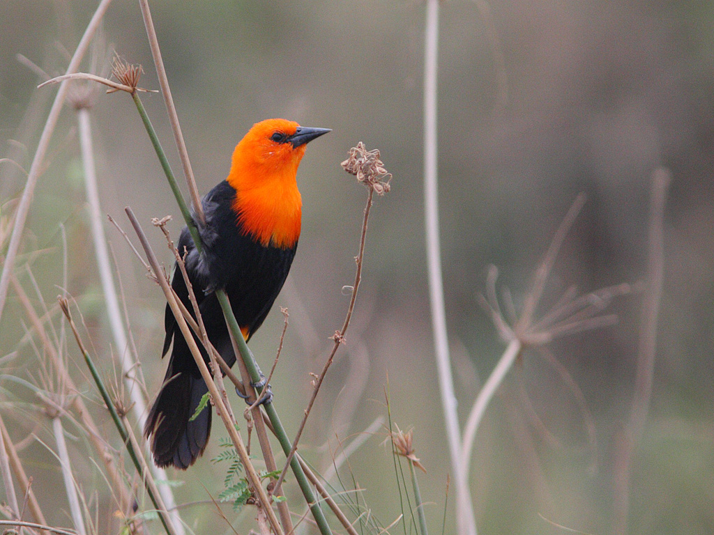 Scarlet-headed Blackbird