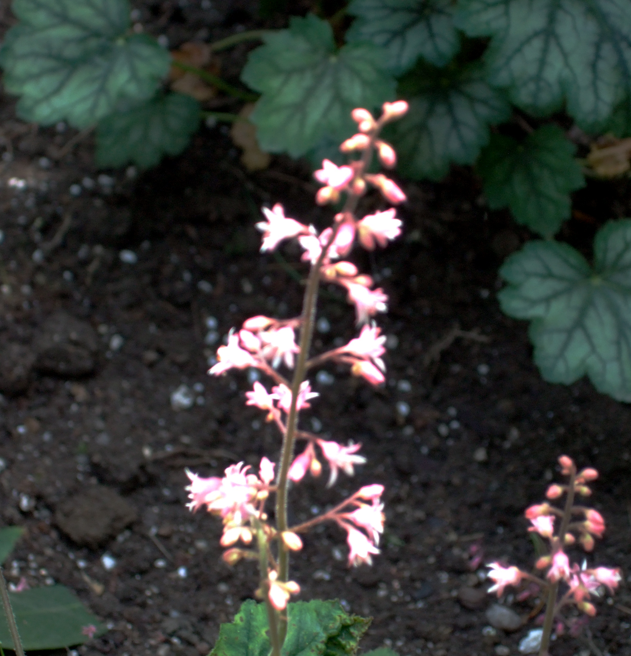 Coral Bells