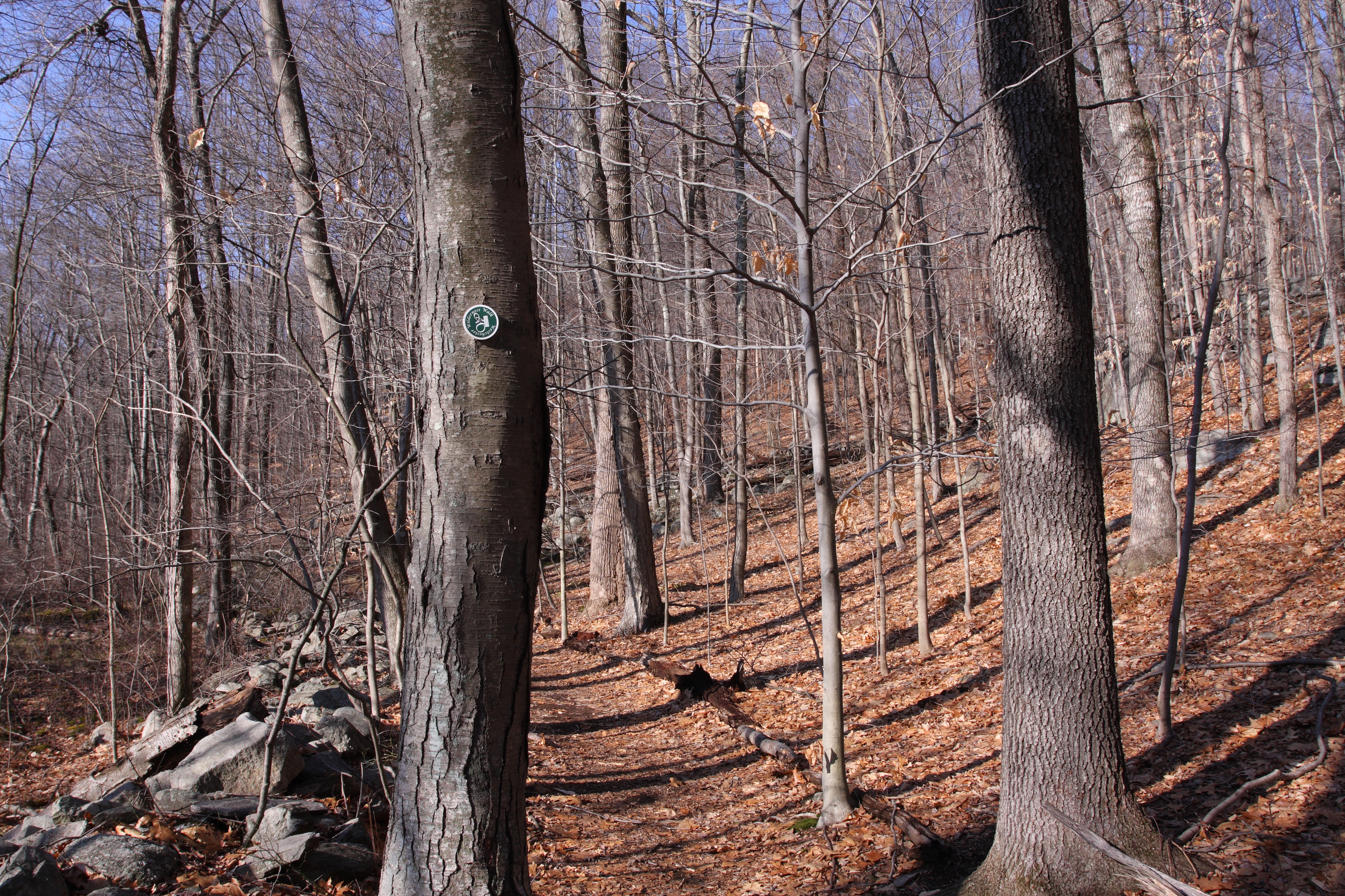 Start of South Loop Trail