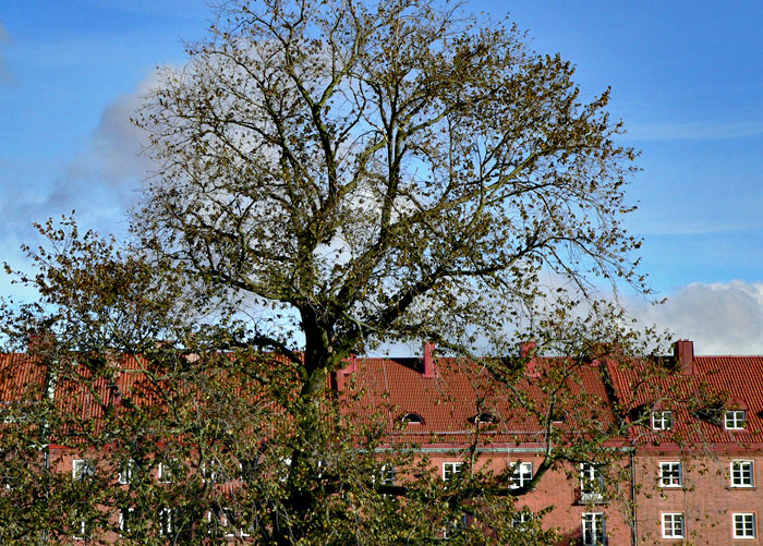P1380793.jpg