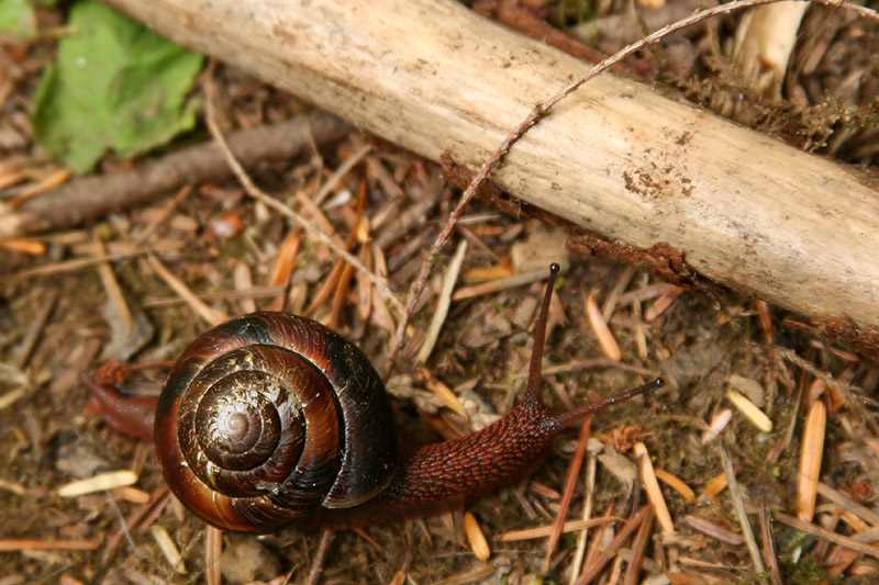 o6/67/34567/1/86438267.WOdivNWc.IMG_6356w.jpg