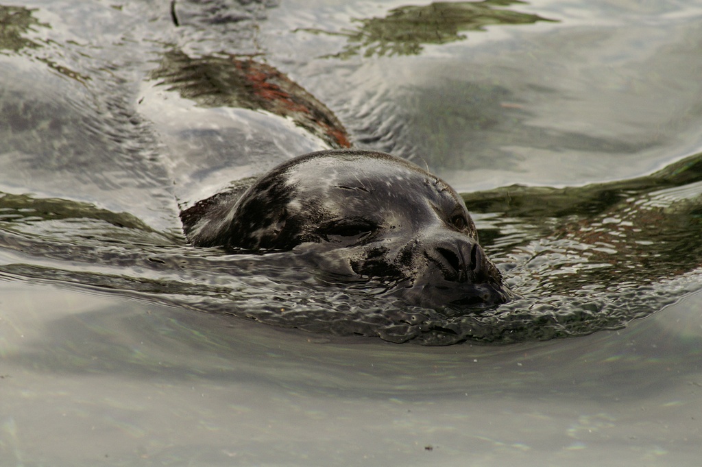 Seal