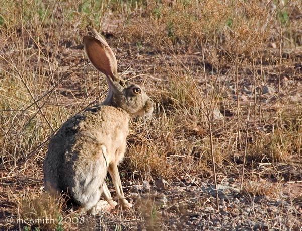 Texas Jack Rabbit