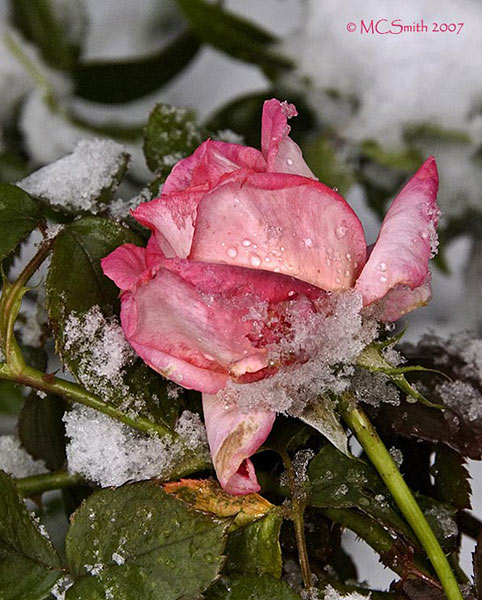 Frozen Rose