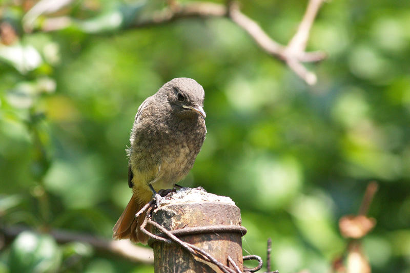 Robin - the first fly