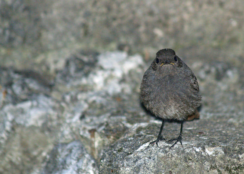 Little robin