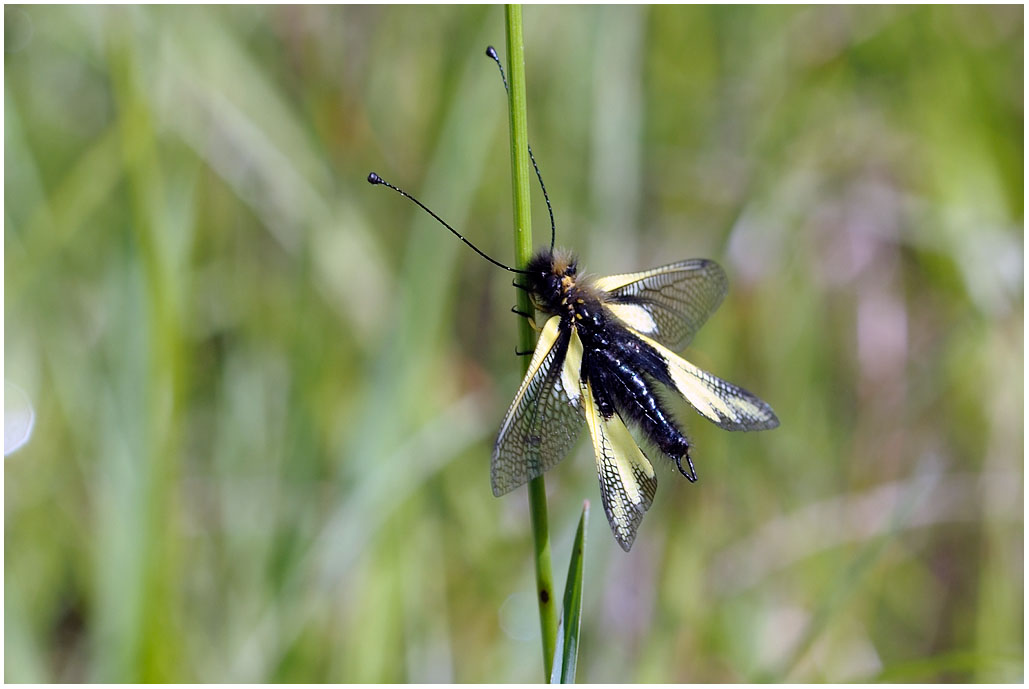 Ascalaphus macaronius