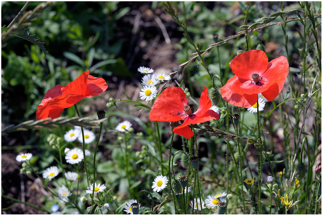 226 Papaver rhoeas