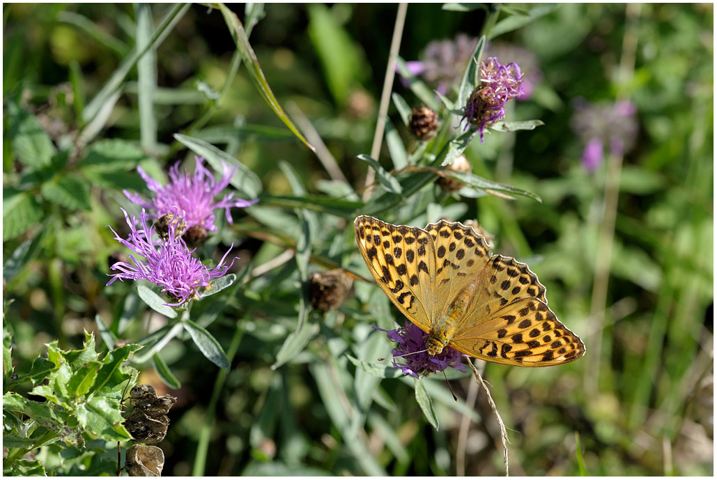 Argynnis paphia