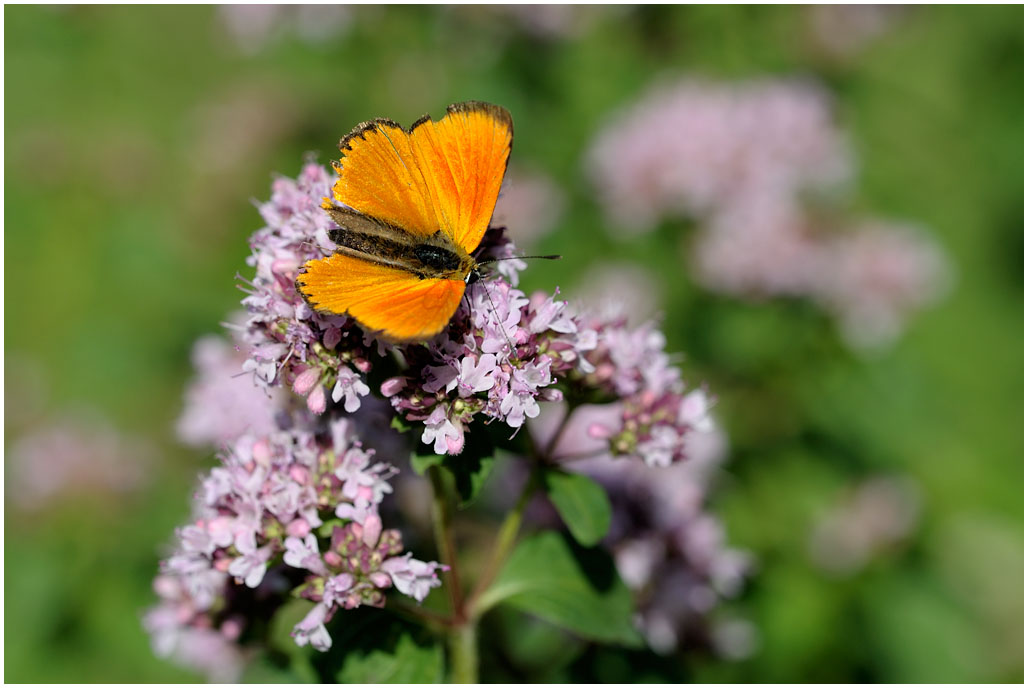 Heodes (Lycaena) virgaureae