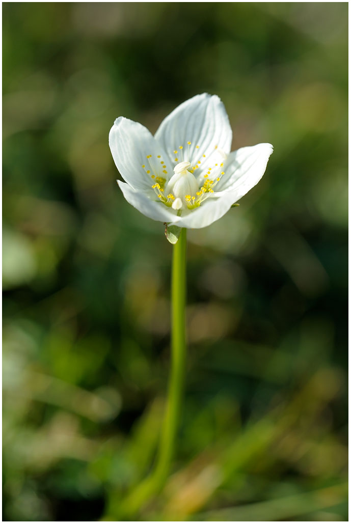 921 Parnassia palustris