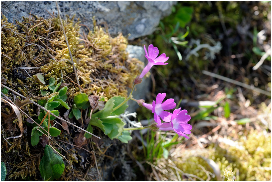 814 Primula hirsuta