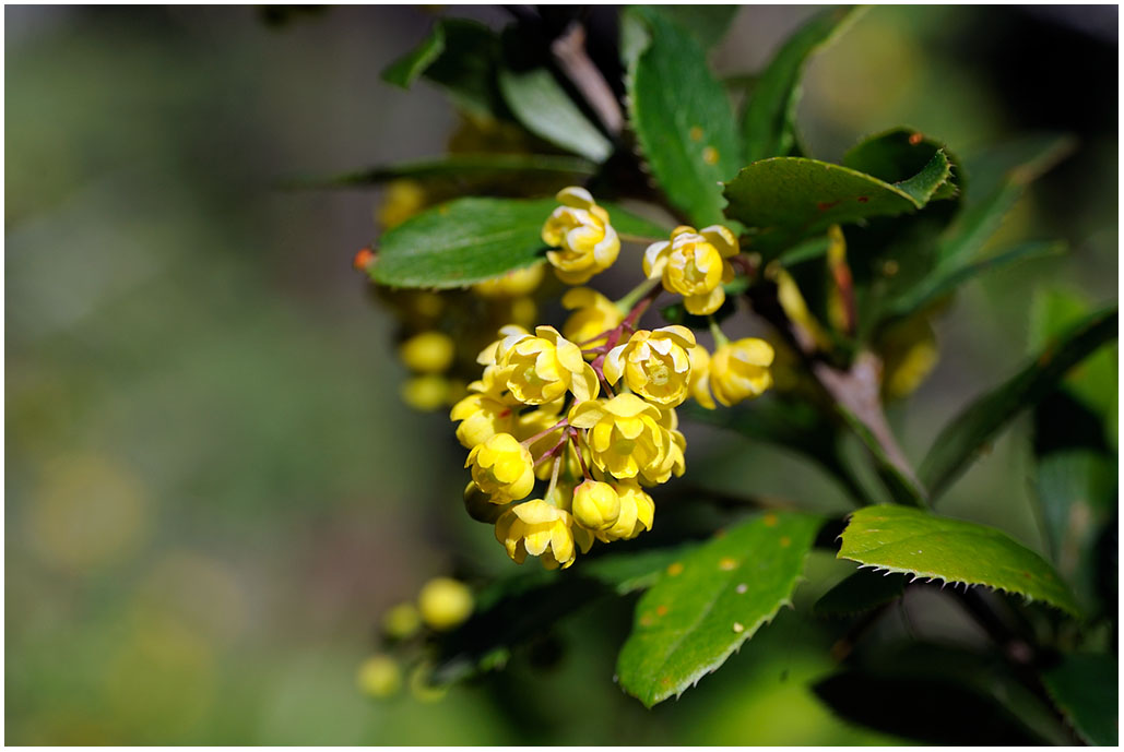 215 Mahonia aquifolium