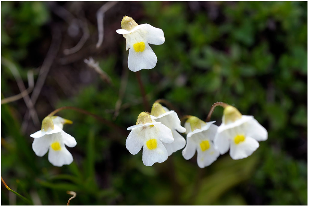 1877 Pinguicula alpina