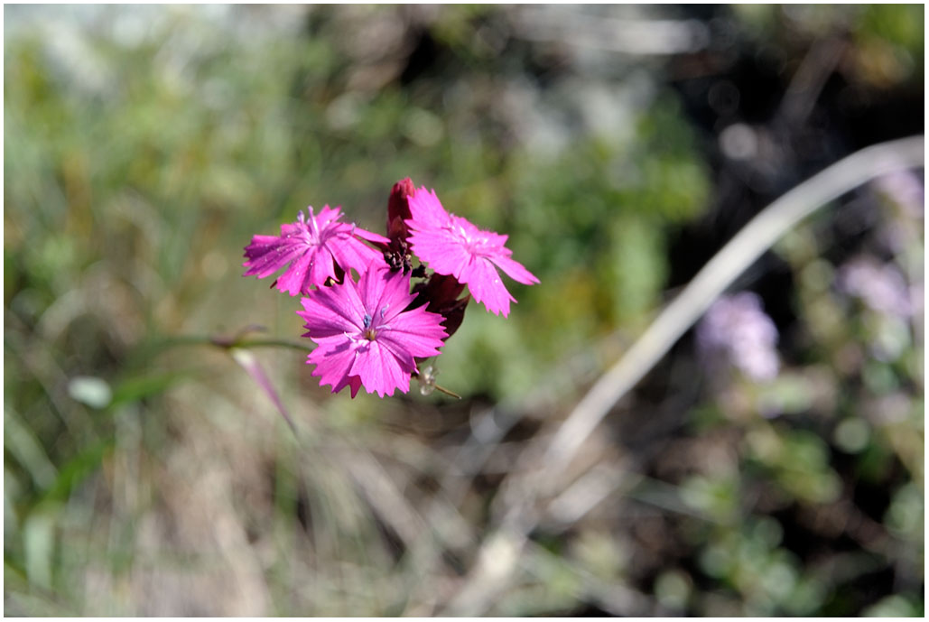 405 Dianthus carthusianorum