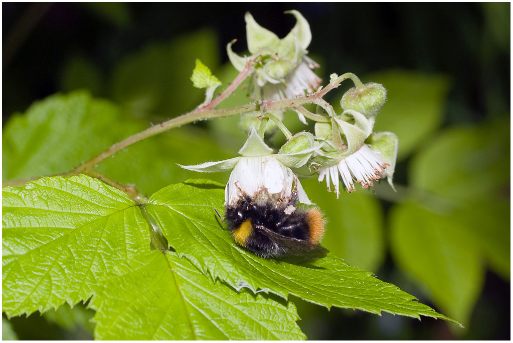 Bombus terrestris