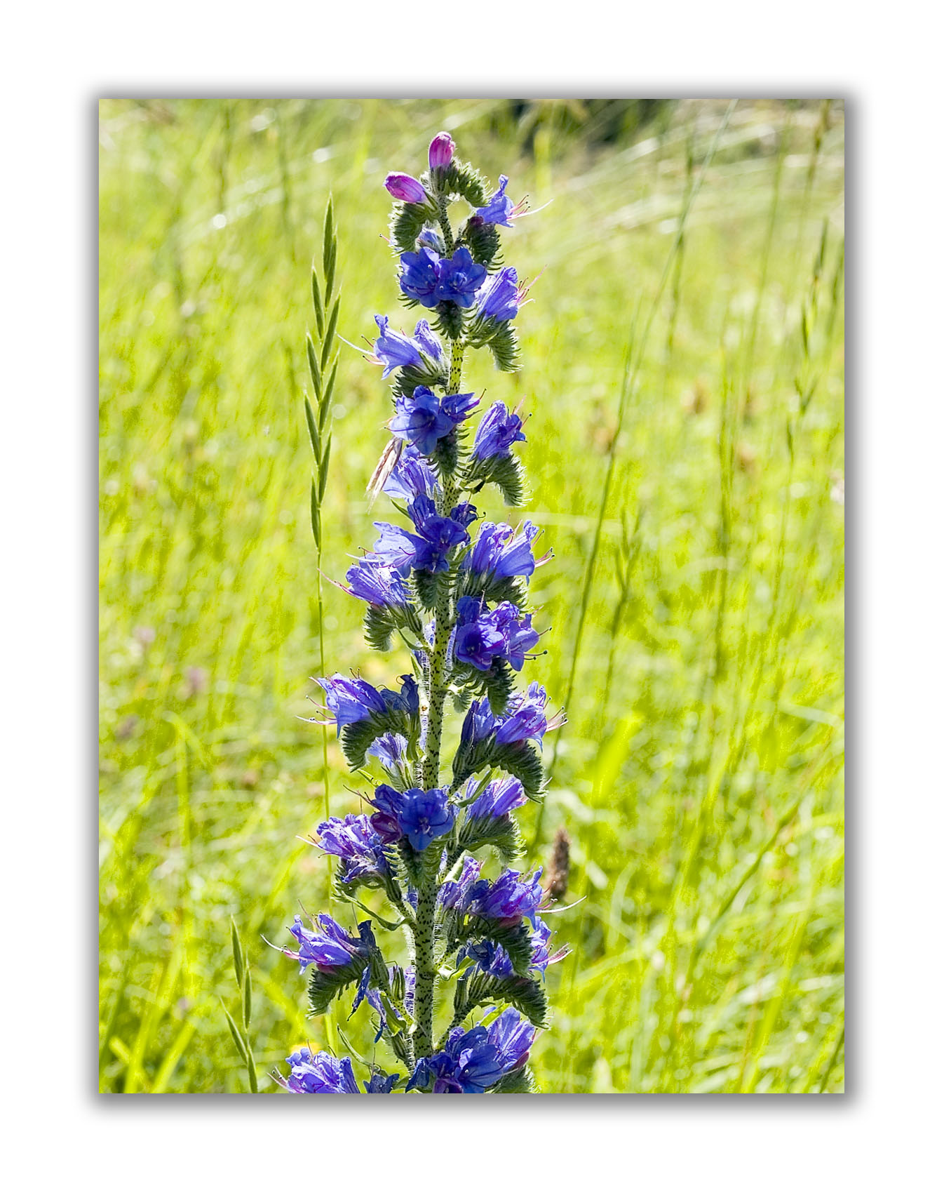 1573 Echium vulgare