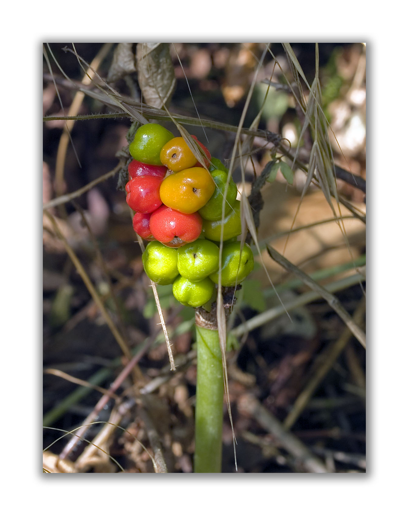 2417 Arum maculatum