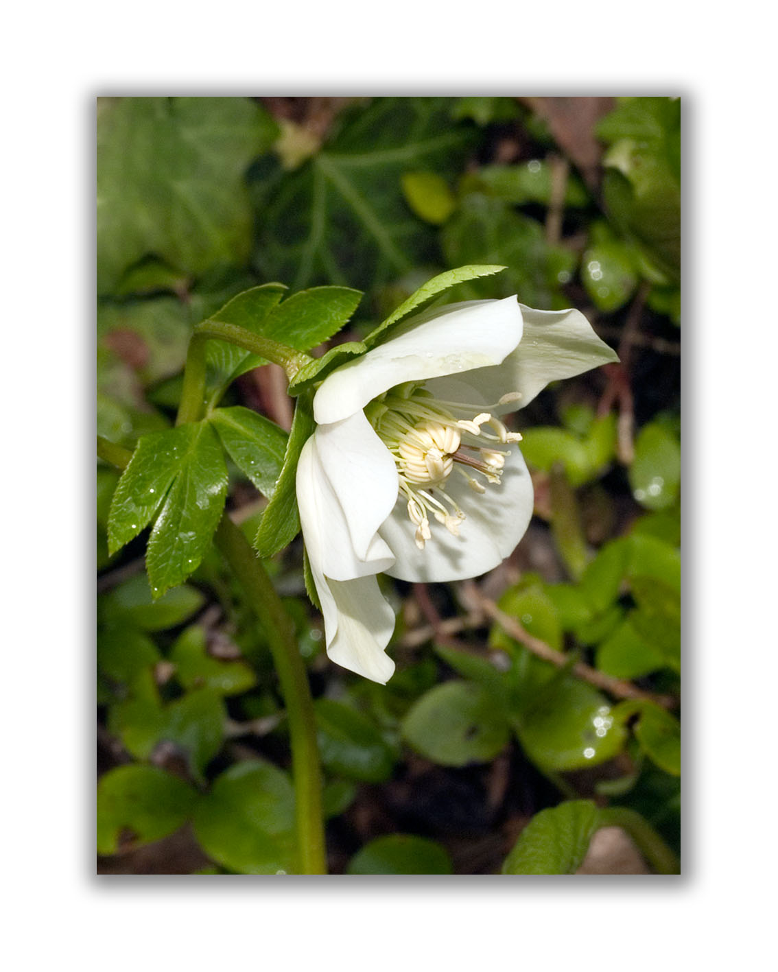 120 Helleborus orientalis