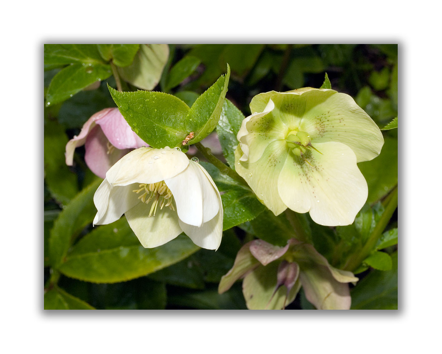 120 Helleborus orientalis