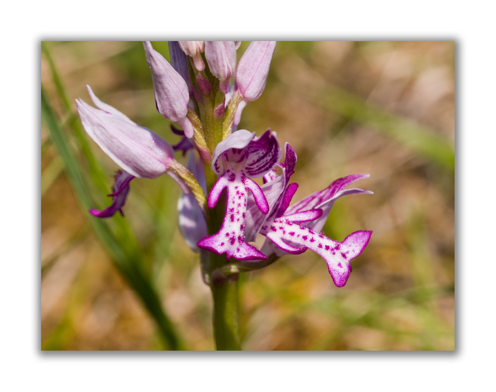 2987 Orchis militaris