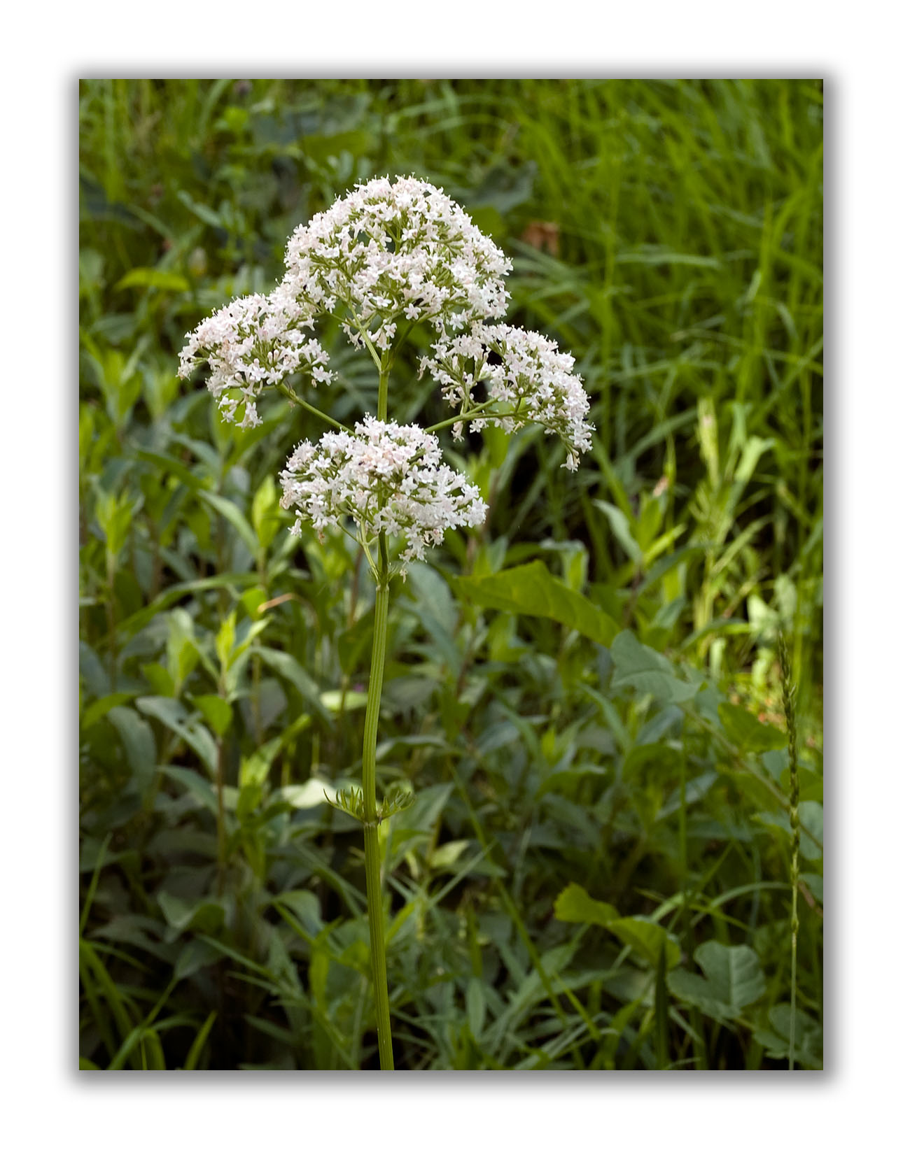 2013 Valeriana officinalis