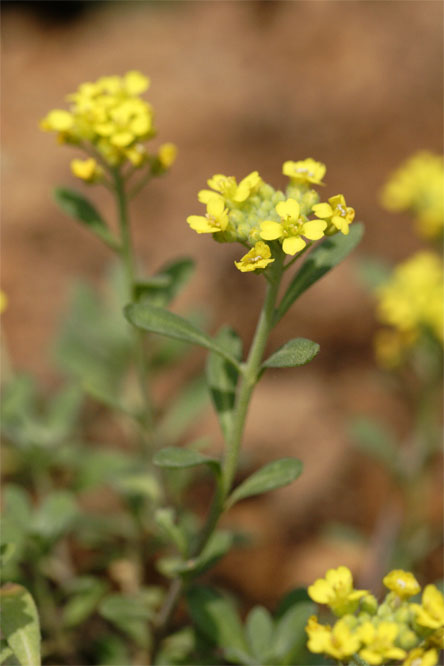Alyssum montanum